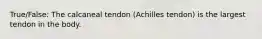 True/False: The calcaneal tendon (Achilles tendon) is the largest tendon in the body.