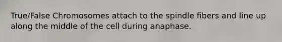 True/False Chromosomes attach to the spindle fibers and line up along the middle of the cell during anaphase.