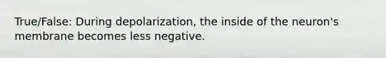 True/False: During depolarization, the inside of the neuron's membrane becomes less negative.