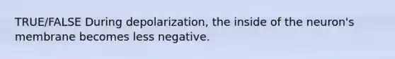 TRUE/FALSE During depolarization, the inside of the neuron's membrane becomes less negative.