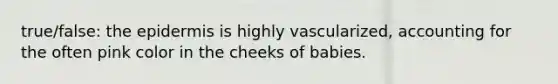 true/false: the epidermis is highly vascularized, accounting for the often pink color in the cheeks of babies.