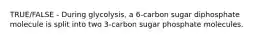 TRUE/FALSE - During glycolysis, a 6-carbon sugar diphosphate molecule is split into two 3-carbon sugar phosphate molecules.