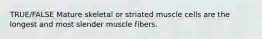 TRUE/FALSE Mature skeletal or striated muscle cells are the longest and most slender muscle fibers.