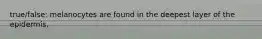 true/false: melanocytes are found in the deepest layer of the epidermis.