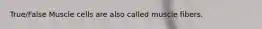 True/False Muscle cells are also called muscle fibers.