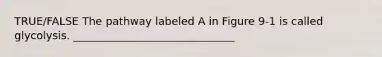 TRUE/FALSE The pathway labeled A in Figure 9-1 is called glycolysis. ______________________________