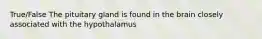 True/False The pituitary gland is found in the brain closely associated with the hypothalamus