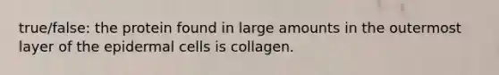 true/false: the protein found in large amounts in the outermost layer of the epidermal cells is collagen.