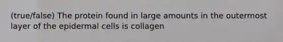 (true/false) The protein found in large amounts in the outermost layer of the epidermal cells is collagen