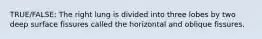 TRUE/FALSE: The right lung is divided into three lobes by two deep surface fissures called the horizontal and oblique fissures.