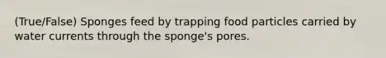 (True/False) Sponges feed by trapping food particles carried by water currents through the sponge's pores.