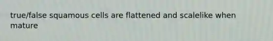 true/false squamous cells are flattened and scalelike when mature