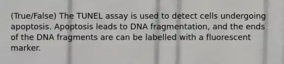 (True/False) The TUNEL assay is used to detect cells undergoing apoptosis. Apoptosis leads to DNA fragmentation, and the ends of the DNA fragments are can be labelled with a fluorescent marker.