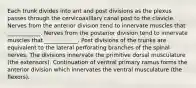 Each trunk divides into ant and post divisions as the plexus passes through the cervicoaxillary canal post to the clavicle. Nerves from the anterior division tend to innervate muscles that ____________. Nerves from the posterior division tend to innervate muscles that ____________. Post divisions of the trunks are equivalent to the lateral perforating branches of the spinal nerves. The divisions innervate the primitive dorsal musculature (the extensors). Continuation of ventral primary ramus forms the anterior division which innervates the ventral musculature (the flexors).