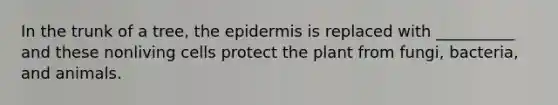 In the trunk of a tree, <a href='https://www.questionai.com/knowledge/kBFgQMpq6s-the-epidermis' class='anchor-knowledge'>the epidermis</a> is replaced with __________ and these nonliving cells protect the plant from fungi, bacteria, and animals.