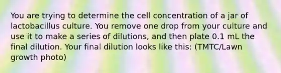 You are trying to determine the cell concentration of a jar of lactobacillus culture. You remove one drop from your culture and use it to make a series of dilutions, and then plate 0.1 mL the final dilution. Your final dilution looks like this: (TMTC/Lawn growth photo)