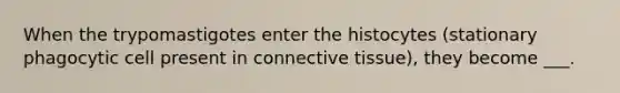 When the trypomastigotes enter the histocytes (stationary phagocytic cell present in connective tissue), they become ___.