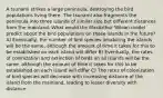 A tsunami strikes a large peninsula, destroying the bird populations living there. The tsunami also fragments the peninsula into three islands of similar size but different distances from the mainland. What would the MacArthur Wilson model predict about the bird populations on these islands in the future? A) Eventually, the number of bird species inhabiting the islands will be the same, although the amount of time it takes for this to be established on each island will differ B) Eventually, the rates of colonization and extinction of birds on all islands will be the same, although the amount of time it takes for this to be established on each island will differ C) The rates of colonization of bird species will decrease with increasing distance of the island from the mainland, leading to lesser diversity with distance