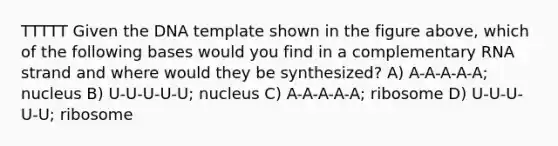 TTTTT Given the DNA template shown in the figure above, which of the following bases would you find in a complementary RNA strand and where would they be synthesized? A) A-A-A-A-A; nucleus B) U-U-U-U-U; nucleus C) A-A-A-A-A; ribosome D) U-U-U-U-U; ribosome