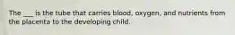 The ___ is the tube that carries blood, oxygen, and nutrients from the placenta to the developing child.