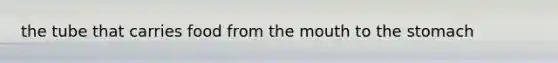 the tube that carries food from <a href='https://www.questionai.com/knowledge/krBoWYDU6j-the-mouth' class='anchor-knowledge'>the mouth</a> to <a href='https://www.questionai.com/knowledge/kLccSGjkt8-the-stomach' class='anchor-knowledge'>the stomach</a>