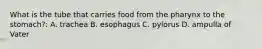 What is the tube that carries food from the pharynx to the stomach?: A. trachea B. esophagus C. pylorus D. ampulla of Vater