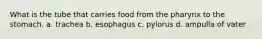 What is the tube that carries food from the pharynx to the stomach. a. trachea b. esophagus c. pylorus d. ampulla of vater