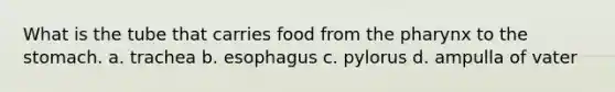 What is the tube that carries food from the pharynx to the stomach. a. trachea b. esophagus c. pylorus d. ampulla of vater