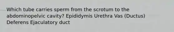 Which tube carries sperm from the scrotum to the abdominopelvic cavity? Epididymis Urethra Vas (Ductus) Deferens Ejaculatory duct