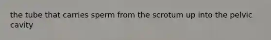 the tube that carries sperm from the scrotum up into the pelvic cavity