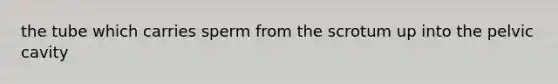 the tube which carries sperm from the scrotum up into the pelvic cavity