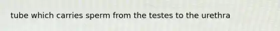 tube which carries sperm from the testes to the urethra