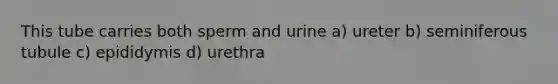 This tube carries both sperm and urine a) ureter b) seminiferous tubule c) epididymis d) urethra