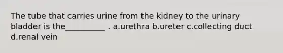 The tube that carries urine from the kidney to the urinary bladder is the__________ . a.urethra b.ureter c.collecting duct d.renal vein