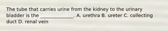 The tube that carries urine from the kidney to the urinary bladder is the ______________. A. urethra B. ureter C. collecting duct D. renal vein