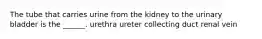 The tube that carries urine from the kidney to the urinary bladder is the ______. urethra ureter collecting duct renal vein