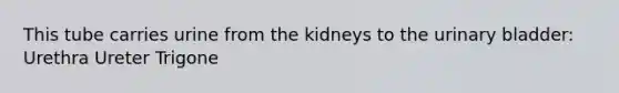 This tube carries urine from the kidneys to the urinary bladder: Urethra Ureter Trigone