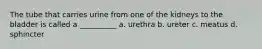 The tube that carries urine from one of the kidneys to the bladder is called a __________ a. urethra b. ureter c. meatus d. sphincter