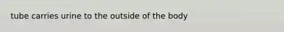 tube carries urine to the outside of the body