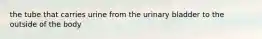 the tube that carries urine from the urinary bladder to the outside of the body