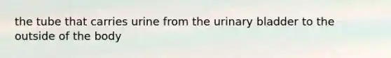 the tube that carries urine from the urinary bladder to the outside of the body