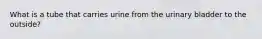 What is a tube that carries urine from the urinary bladder to the outside?