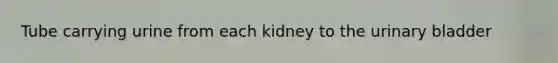 Tube carrying urine from each kidney to the urinary bladder