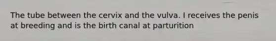 The tube between the cervix and the vulva. I receives the penis at breeding and is the birth canal at parturition