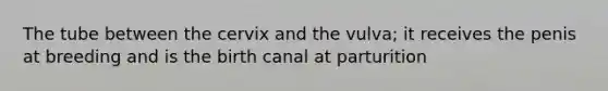 The tube between the cervix and the vulva; it receives the penis at breeding and is the birth canal at parturition