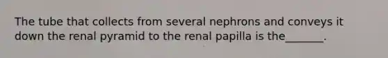 The tube that collects from several nephrons and conveys it down the renal pyramid to the renal papilla is the_______.