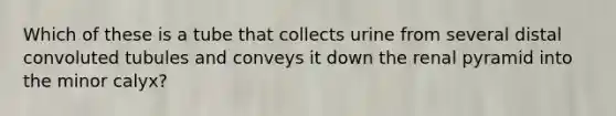 Which of these is a tube that collects urine from several distal convoluted tubules and conveys it down the renal pyramid into the minor calyx?