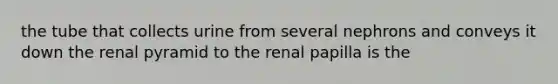 the tube that collects urine from several nephrons and conveys it down the renal pyramid to the renal papilla is the