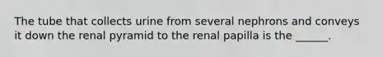 The tube that collects urine from several nephrons and conveys it down the renal pyramid to the renal papilla is the ______.