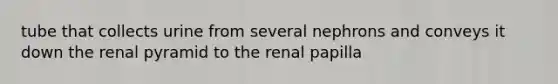 tube that collects urine from several nephrons and conveys it down the renal pyramid to the renal papilla